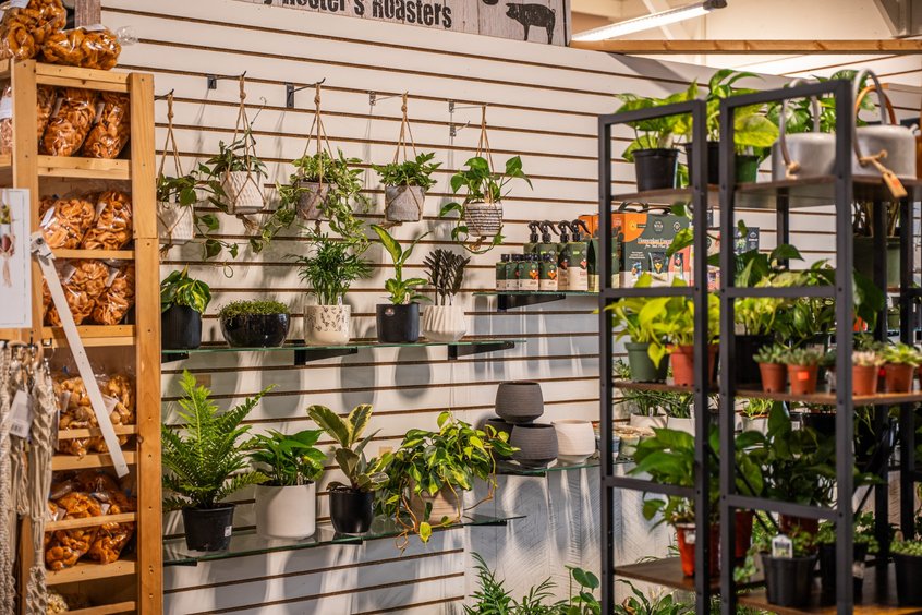 Potted houseplants from local vendors in Holmes County, OH