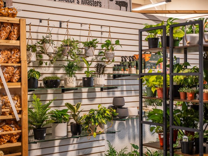 Healthy houseplants grown and chosen by hand at Ohio's Market Berlin in Berlin, OH