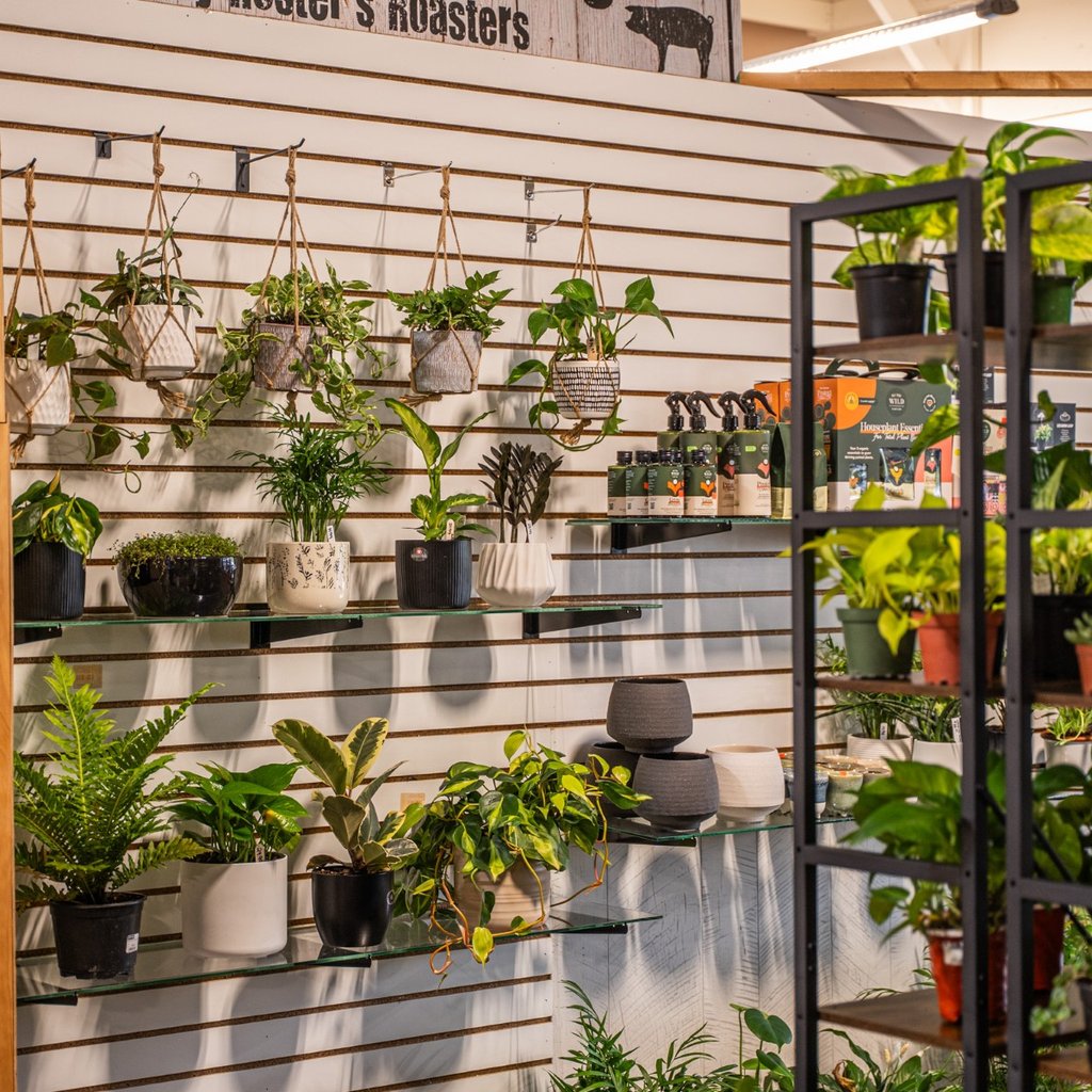 Indoor plants and houseplants for sale inside Ohio's Market Berlin in Berlin, OH