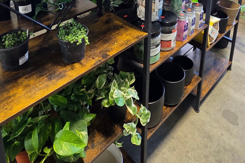 Leafy indoor plants at Ohio's Market Berlin in Amish Country