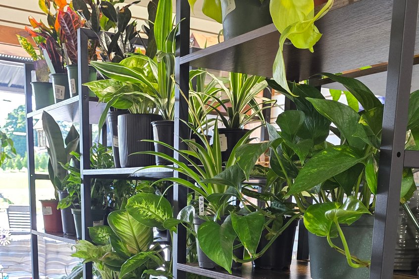 Succulents and small potted plants at Ohio's Market Berlin in Berlin, OH