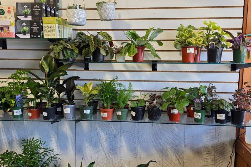 Hanging plants and planters in Holmes County, OH