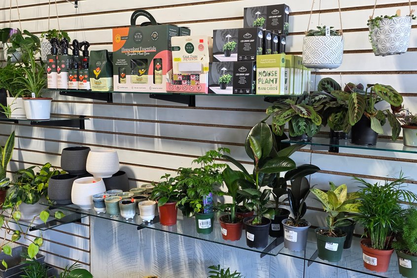 Tropical houseplants at the Berlin, OH market in Amish Country
