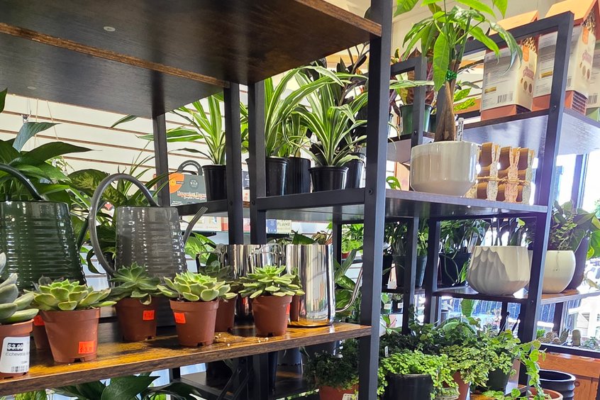 Ferns and foliage at Ohio's Market Berlin in Holmes County