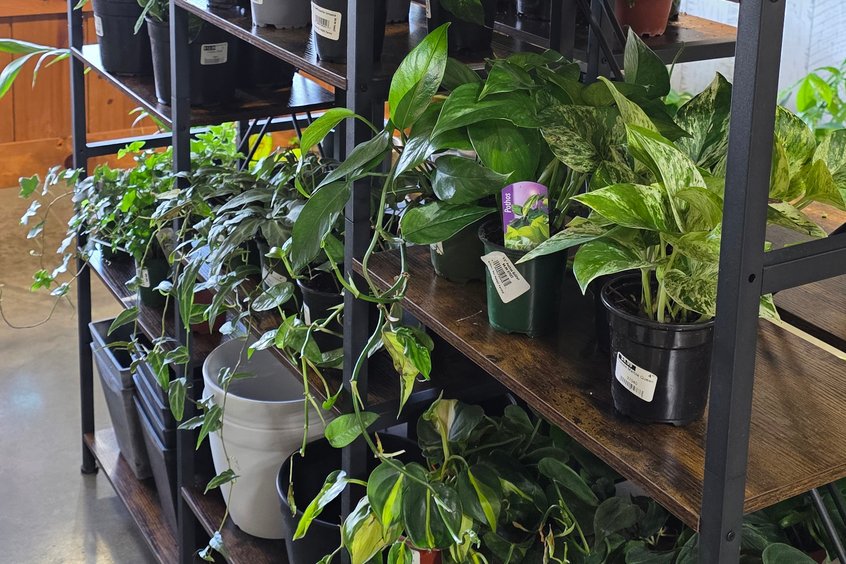Curated indoor plant selection at Ohio's Market Berlin in Berlin, OH